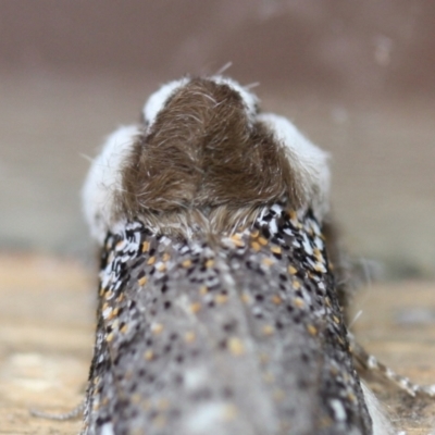 Unidentified Noctuoid moth (except Arctiinae) at Tathra, NSW - 23 Apr 2021 by KerryVance