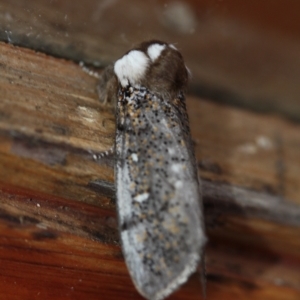 Oenosandra boisduvalii at Tathra, NSW - 23 Apr 2021 02:13 PM
