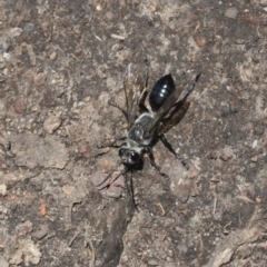 Unidentified Wasp (Hymenoptera, Apocrita) at Tathra, NSW - 15 Jan 2022 by KerryVance
