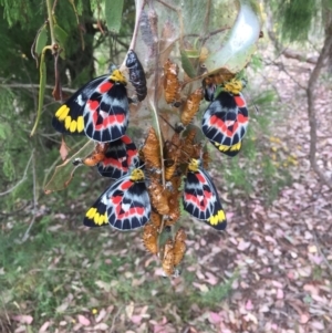 Delias harpalyce at Wamboin, NSW - 6 Feb 2022 11:06 AM