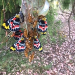 Delias harpalyce at Wamboin, NSW - 6 Feb 2022