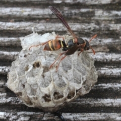 Polistes (Polistella) humilis (Common Paper Wasp) at Tathra, NSW - 16 Jan 2022 by KerryVance2