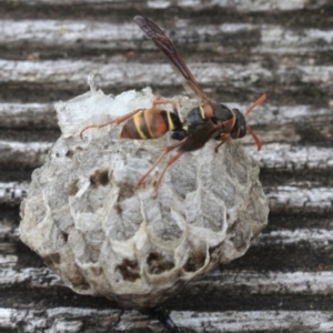 Polistes (Polistella) humilis at Tathra, NSW - 16 Jan 2022 04:28 PM