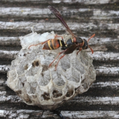 Polistes (Polistella) humilis (Common Paper Wasp) at Tathra Public School - 16 Jan 2022 by KerryVance