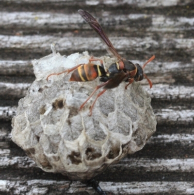 Polistes (Polistella) humilis (Common Paper Wasp) at Tathra, NSW - 16 Jan 2022 by KerryVance2