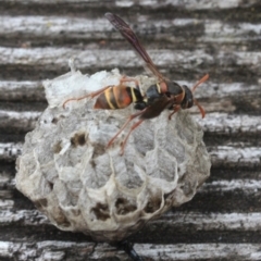 Polistes (Polistella) humilis (Common Paper Wasp) at Tathra, NSW - 16 Jan 2022 by KerryVance