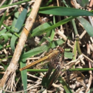 Diplacodes haematodes at Tathra, NSW - 15 Jan 2022 12:22 PM