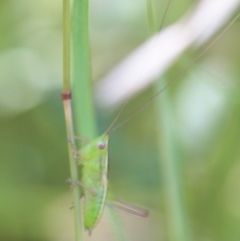 Tettigoniidae (family) (Unidentified katydid) at Tathra, NSW - 15 Jan 2022 by KerryVance2