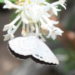 Unidentified Butterfly (Lepidoptera, Rhopalocera) (TBC) at Mimosa Rocks National Park - 13 Jan 2022 by KerryVance