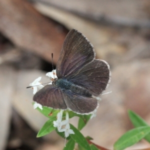 Erina hyacinthina at Mogareeka, NSW - 14 Jan 2022
