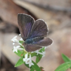 Erina hyacinthina at Mogareeka, NSW - 14 Jan 2022 10:48 AM