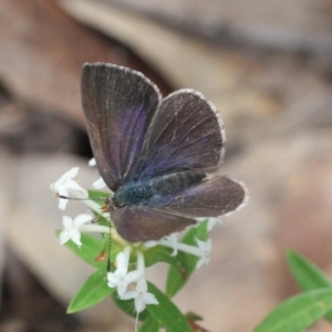 Erina hyacinthina at Mogareeka, NSW - 14 Jan 2022 10:48 AM