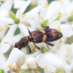 Eleale pulchra (Clerid beetle) at Tathra, NSW - 16 Jan 2022 by KerryVance