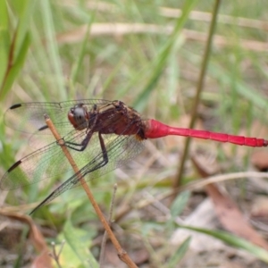 Orthetrum villosovittatum at Vincentia, NSW - 6 Feb 2022