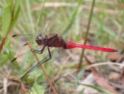 Orthetrum villosovittatum (Fiery Skimmer) at Vincentia, NSW - 6 Feb 2022 by AnneG1