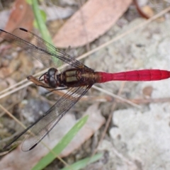 Orthetrum villosovittatum at Vincentia, NSW - 6 Feb 2022