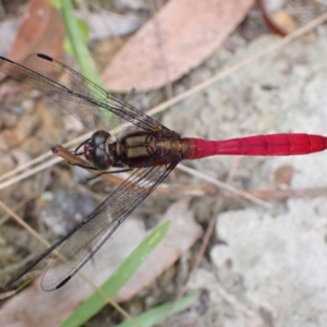 Orthetrum villosovittatum at Vincentia, NSW - 6 Feb 2022