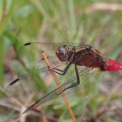 Orthetrum villosovittatum at Vincentia, NSW - 6 Feb 2022