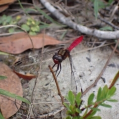 Orthetrum villosovittatum at Vincentia, NSW - 6 Feb 2022