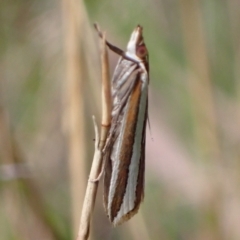 Corynophora lativittalis (Crambinae) at Vincentia, NSW - 6 Feb 2022 by AnneG1