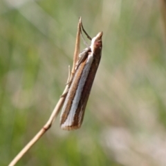 Corynophora lativittalis at Vincentia, NSW - 6 Feb 2022