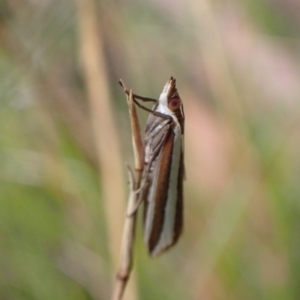 Corynophora lativittalis at Vincentia, NSW - 6 Feb 2022