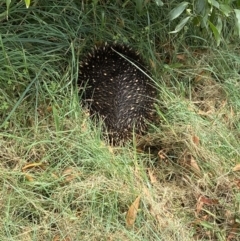 Tachyglossus aculeatus (Short-beaked Echidna) at Duffy, ACT - 31 Jan 2022 by AJB