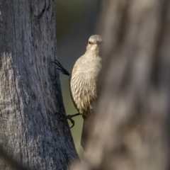 Climacteris picumnus victoriae (Brown Treecreeper) at Cavan, NSW - 6 Feb 2022 by trevsci