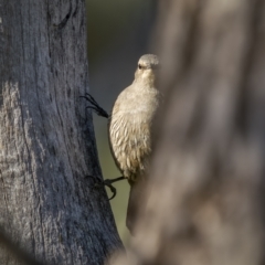 Climacteris picumnus (Brown Treecreeper) at Cavan, NSW - 5 Feb 2022 by trevsci