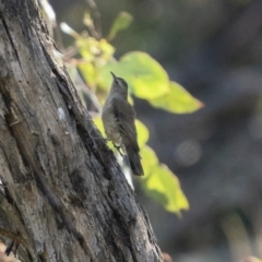 Climacteris picumnus victoriae at Cavan, NSW - 6 Feb 2022