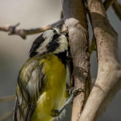 Falcunculus frontatus (Eastern Shrike-tit) at Cavan, NSW - 6 Feb 2022 by trevsci