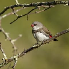 Stagonopleura guttata (Diamond Firetail) at Cavan, NSW - 6 Feb 2022 by trevsci