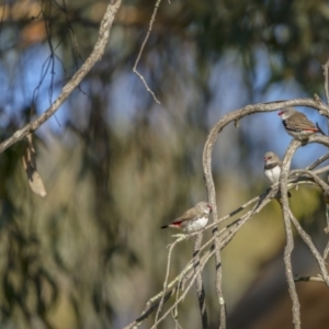 Stagonopleura guttata at Cavan, NSW - 6 Feb 2022