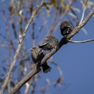 Artamus cyanopterus at Cavan, NSW - 6 Feb 2022