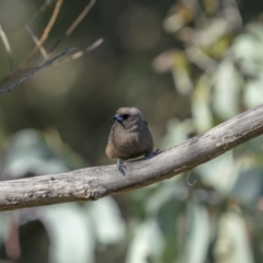 Artamus cyanopterus at Cavan, NSW - 6 Feb 2022