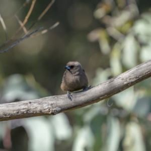 Artamus cyanopterus at Cavan, NSW - 6 Feb 2022