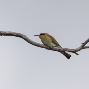 Merops ornatus at Wee Jasper, NSW - 6 Feb 2022 02:27 PM