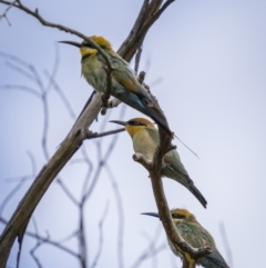 Merops ornatus at Wee Jasper, NSW - 6 Feb 2022 02:27 PM