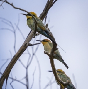 Merops ornatus at Wee Jasper, NSW - 6 Feb 2022 02:27 PM