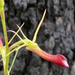 Cryptostylis subulata (Cow Orchid) at Jerrawangala, NSW - 7 Feb 2022 by AnneG1