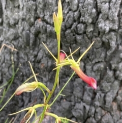 Cryptostylis subulata at Jerrawangala, NSW - 7 Feb 2022