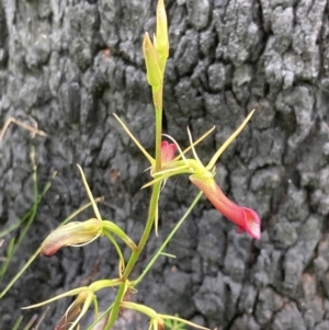 Cryptostylis subulata at Jerrawangala, NSW - 7 Feb 2022