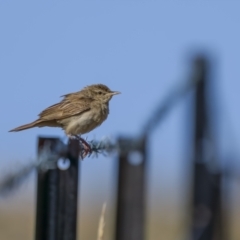 Cincloramphus mathewsi (Rufous Songlark) at Cavan, NSW - 6 Feb 2022 by trevsci