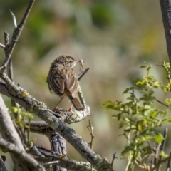 Cincloramphus mathewsi at Cavan, NSW - 6 Feb 2022