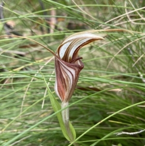 Diplodium coccinum at Cotter River, ACT - suppressed