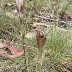 Diplodium coccinum at Cotter River, ACT - suppressed