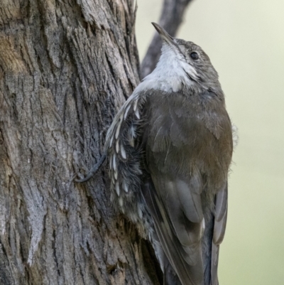 Cormobates leucophaea (White-throated Treecreeper) at Cavan, NSW - 5 Feb 2022 by trevsci