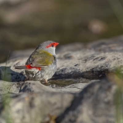 Neochmia temporalis (Red-browed Finch) at Cavan, NSW - 6 Feb 2022 by trevsci