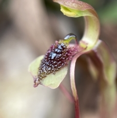 Chiloglottis reflexa (Short-clubbed Wasp Orchid) at Paddys River, ACT - 7 Feb 2022 by AJB