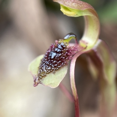 Chiloglottis reflexa (Short-clubbed Wasp Orchid) at Paddys River, ACT - 7 Feb 2022 by AJB